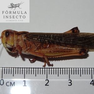 Langosta Migratoria XL