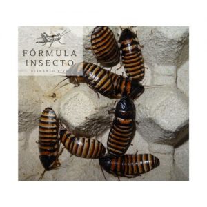 Elliptorhina Javanica