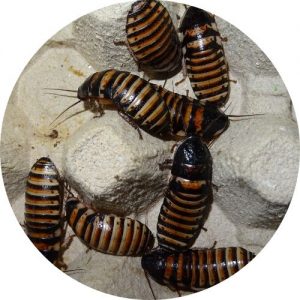 Cucarachas