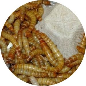 Gusanos