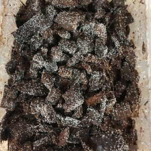 Cultivo Colémbolo