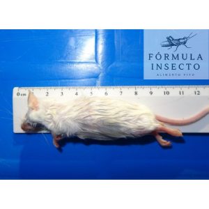 Ratón Adulto (23-30gr) Congelado