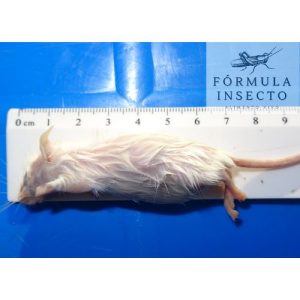Ratón Destetado (10-15gr) Congelado
