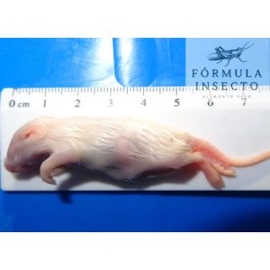Ratón Hopper (5-9gr) Congelado