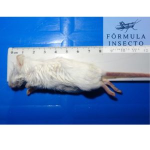 Ratón Mediano (16-22gr) Congelado