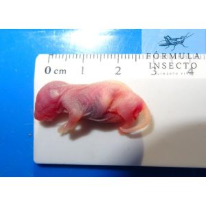 Ratón Pinkie (1-2gr) Congelado