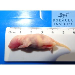 Ratón Primer pelo (3-4gr) Congelado