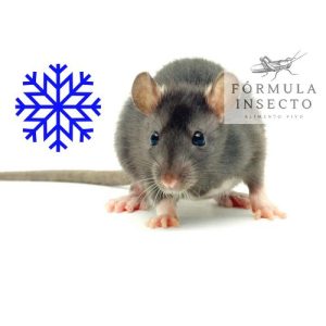 Rata adulta (201-250gr) Congelada