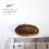 Blaptica dubia M (1,5-2,5 cm)