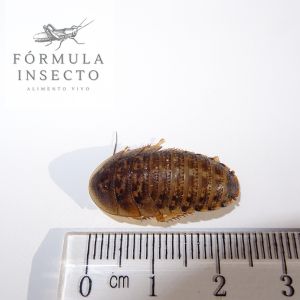 Blaptica dubia M (2-3 cm)