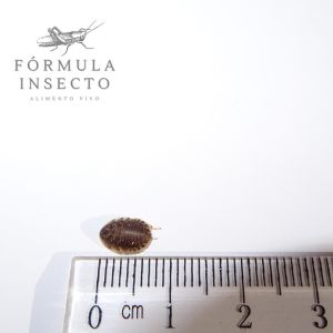Blaptica dubia micro (0.5-1 cm)