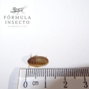 Blaptica dubia S (pequeñas 1-2cm)