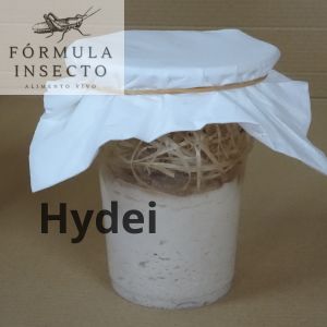 Cultivo Drosophila Hydei