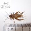 Grillo Acheta Subadulto L (Nº4)