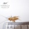 Grillo Acheta Mediano M (Nº3)