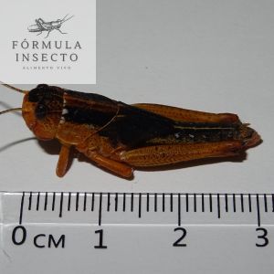 Langosta Migratoria L