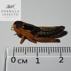 Langosta Migratoria M