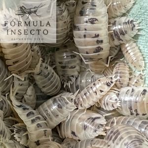 Isópodo Porcellio laevis cow