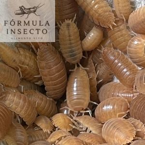 Isópodo Porcellio laevis orange