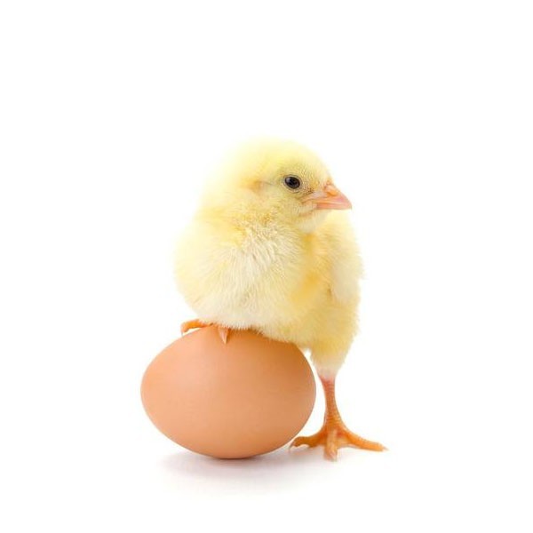 Pollito 1 día (10ud)
