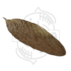 Hojas de Cacao