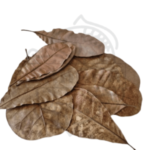 Hojas de Cashew