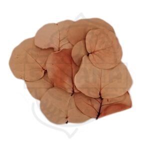 Hojas de Coccoloba