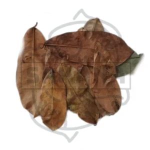 Hojas de Guanabana