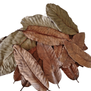 Hojas de Guava