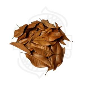 Hojas de Magnolio