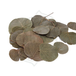 Hojas de Moneta